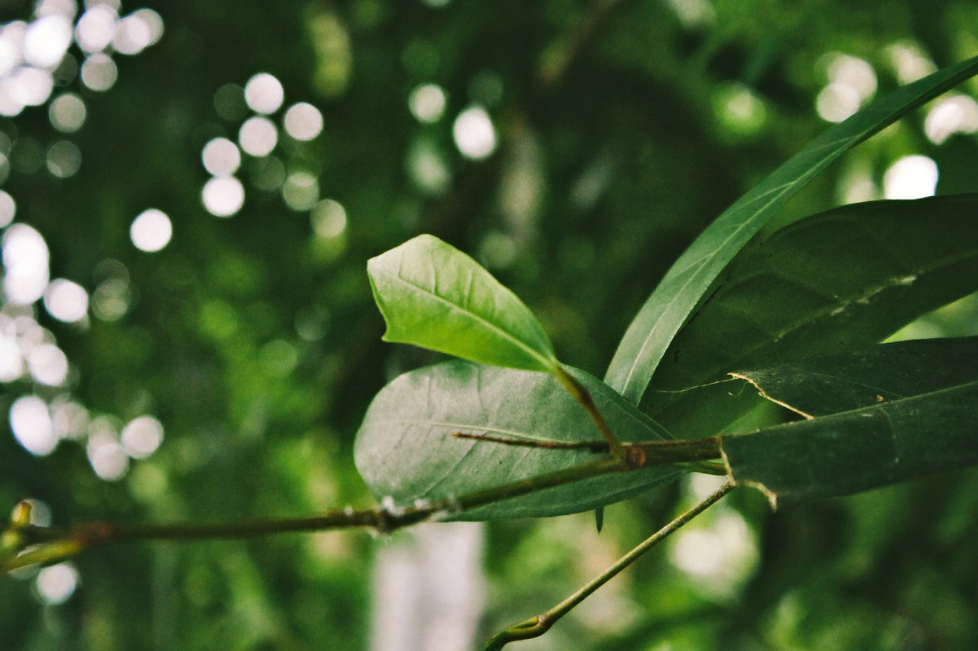 Platzhalter – Naturmotiv; echtes Foto folgt